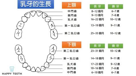 牙齒的功能|對於牙齒介紹你認識多少？認識牙齒以及牙齒構造｜快 